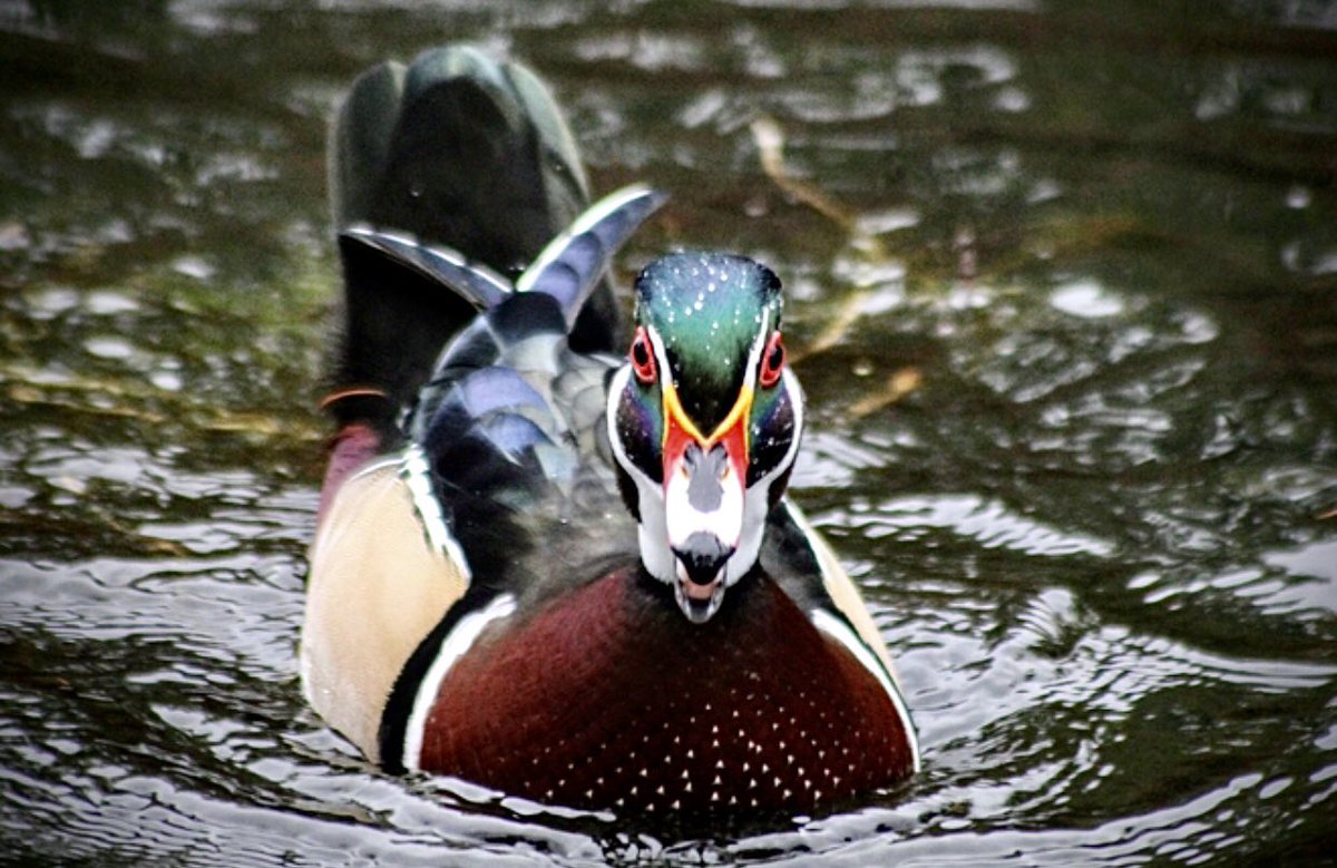 Arćenio Antonio tweet media