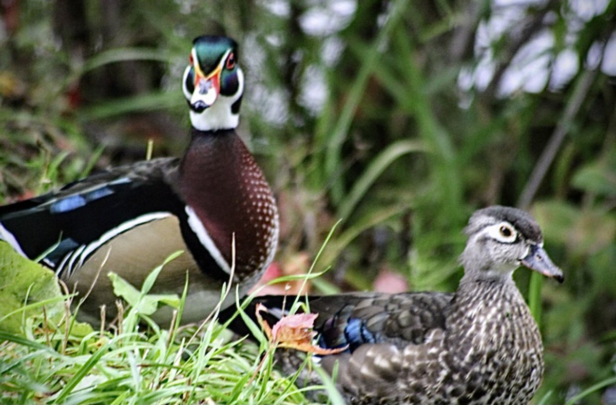 Arćenio Antonio tweet media