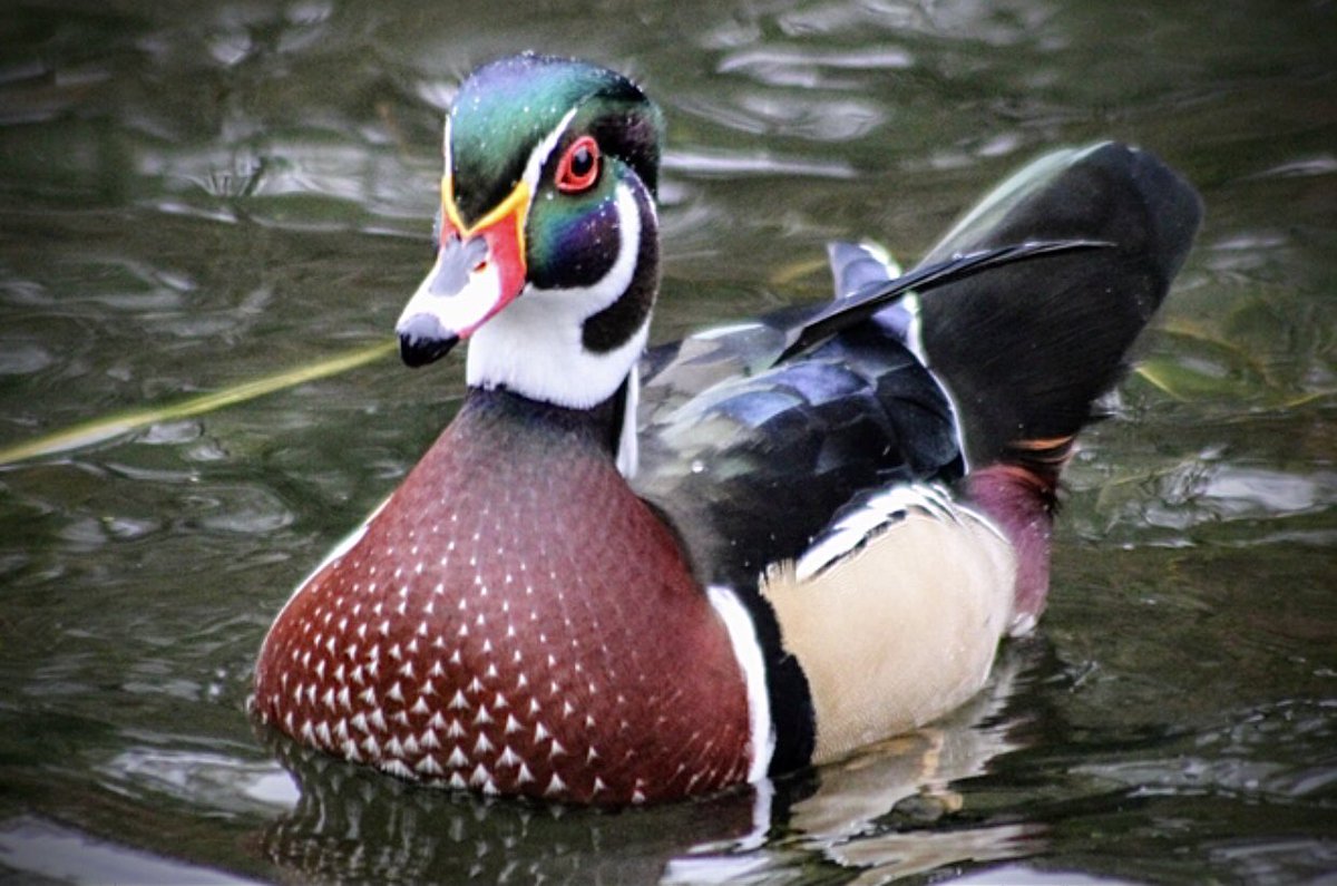 Arćenio Antonio tweet media