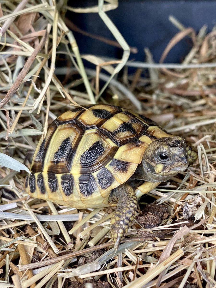 Chinysmel's tweet photo. #ShotOniPhone11Pro with @halidecamera new #Macro function.
Baby #HermannTortoise
Topquality App 👌🏻🤩 https://t.co/vUSGA9VCVX