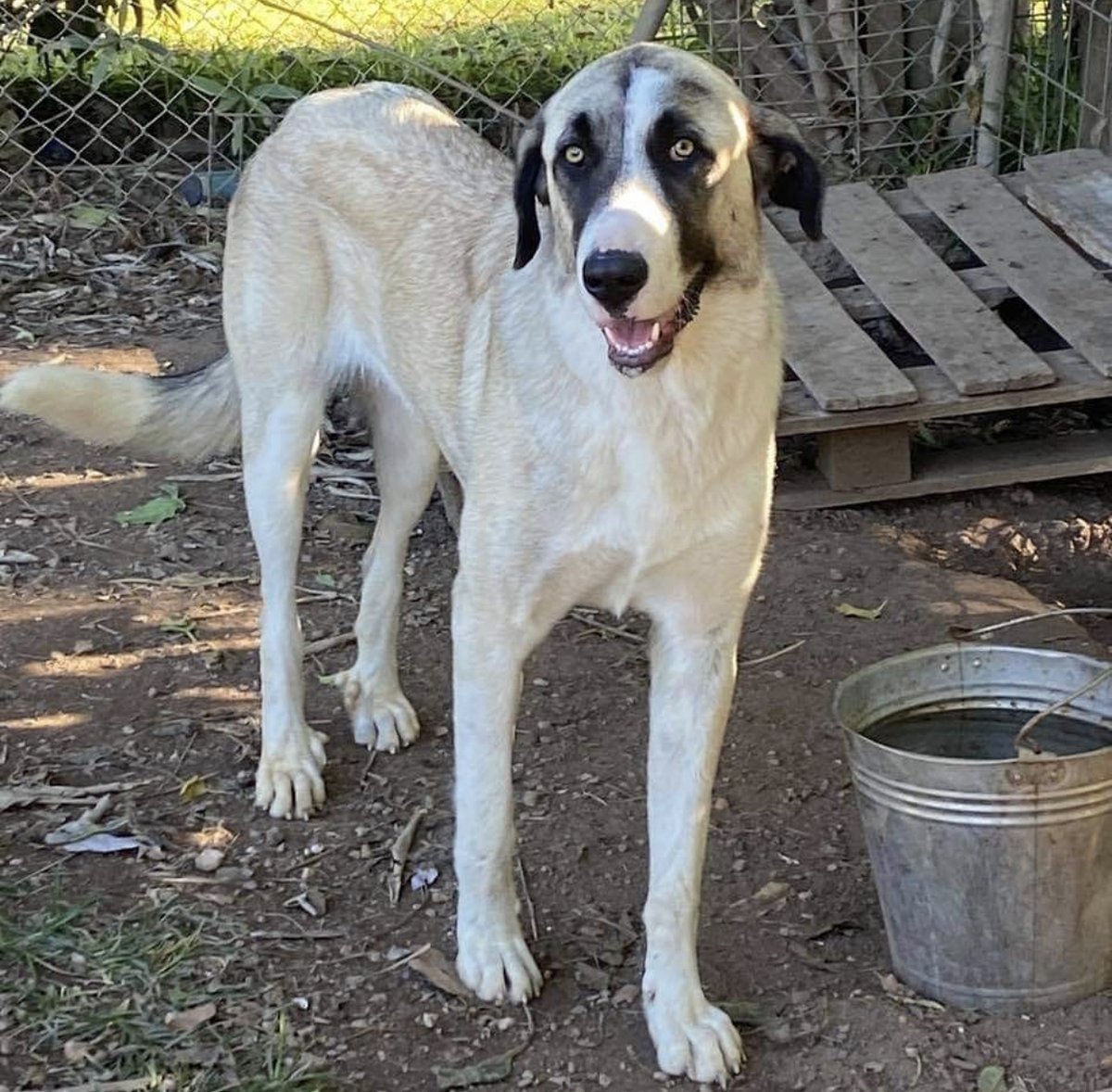 Nonita tiene 1 año, es una perrita super dulce y buena.
Se encuentra en <a href="/proyecto/"> Rafael Ruiz </a>.noa
Te gustaría darle un hogar? Comparte y difunde!
#AppAdoptMe #AdoptMe #adopcionresponsable #adopcion #adopta #appo