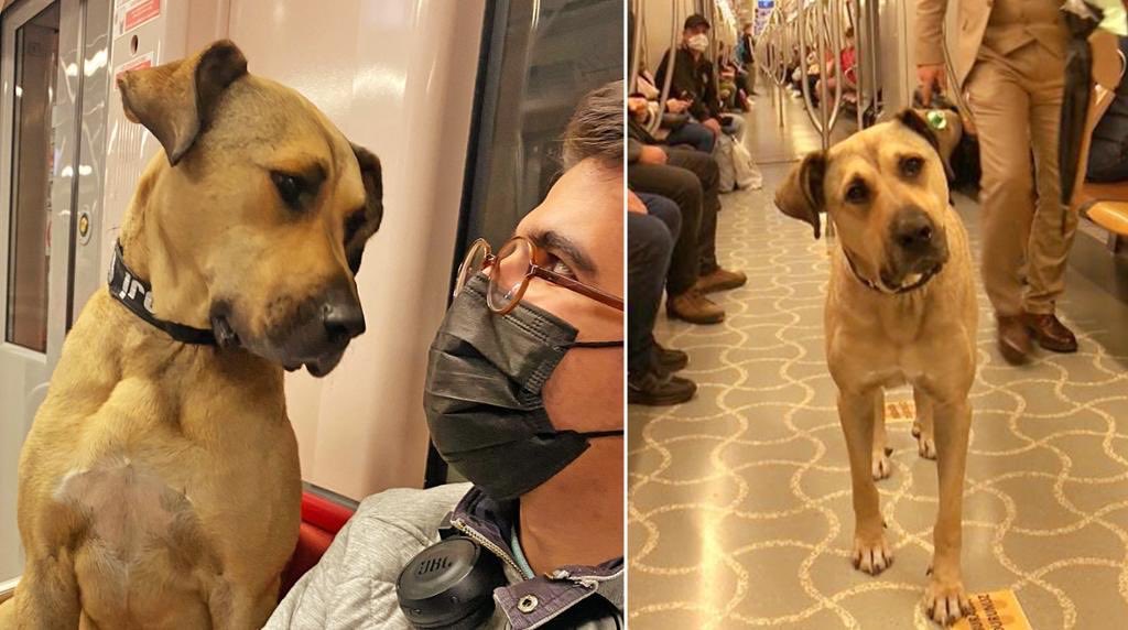 FrauBooka's tweet photo. @vandyke4ad Boji the much loved stray commuter dog in Istanbul “why are these hoomans wearing masks?” 😂😂❤️🐶 https://t.co/iy32QofU78