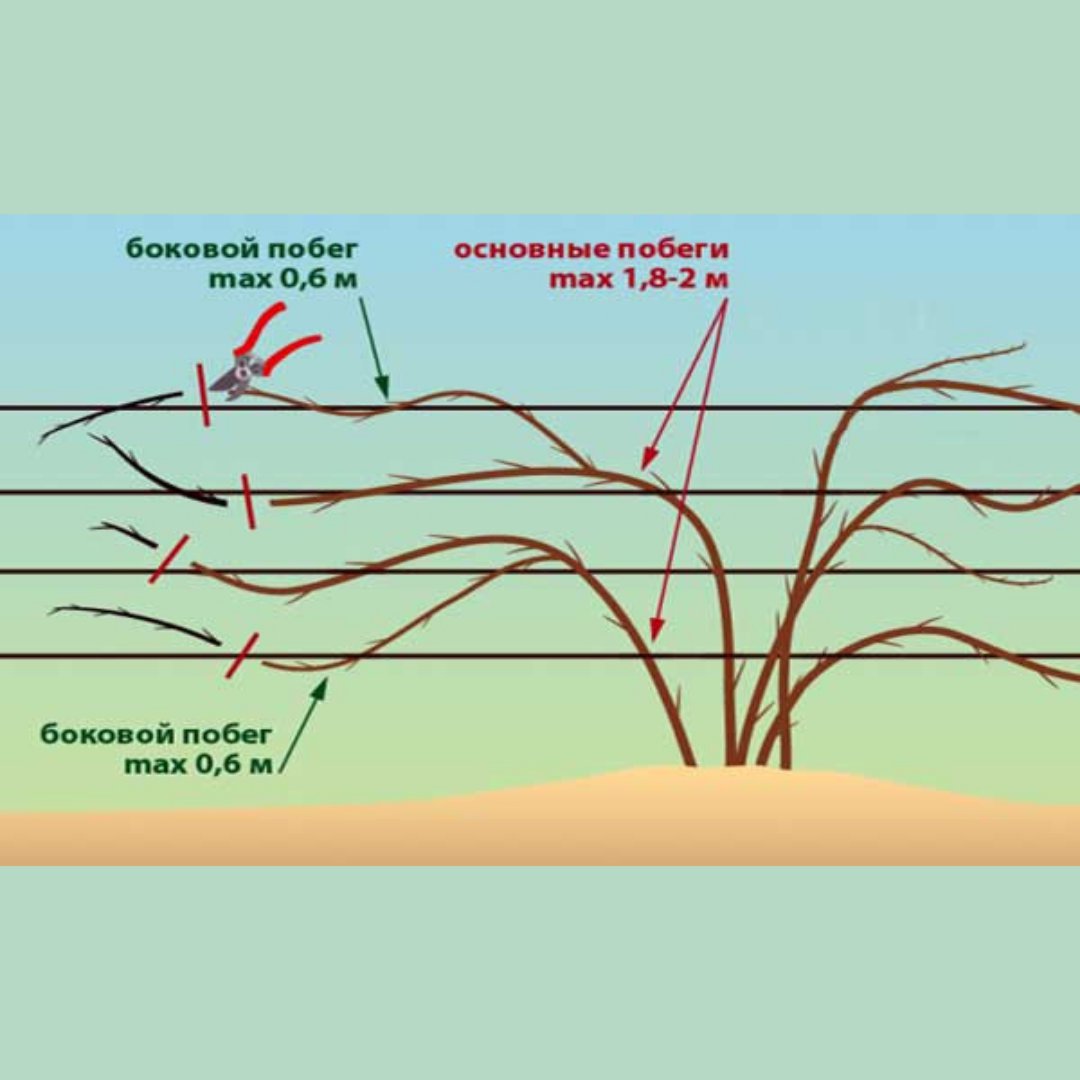 Как правильно обрезать бесшипную ежевику осенью. Схема формирования куста ежевики. Как обрезать ежевику осенью. Садовая ежевика обрезка. Подвязка и обрезка ежевики.