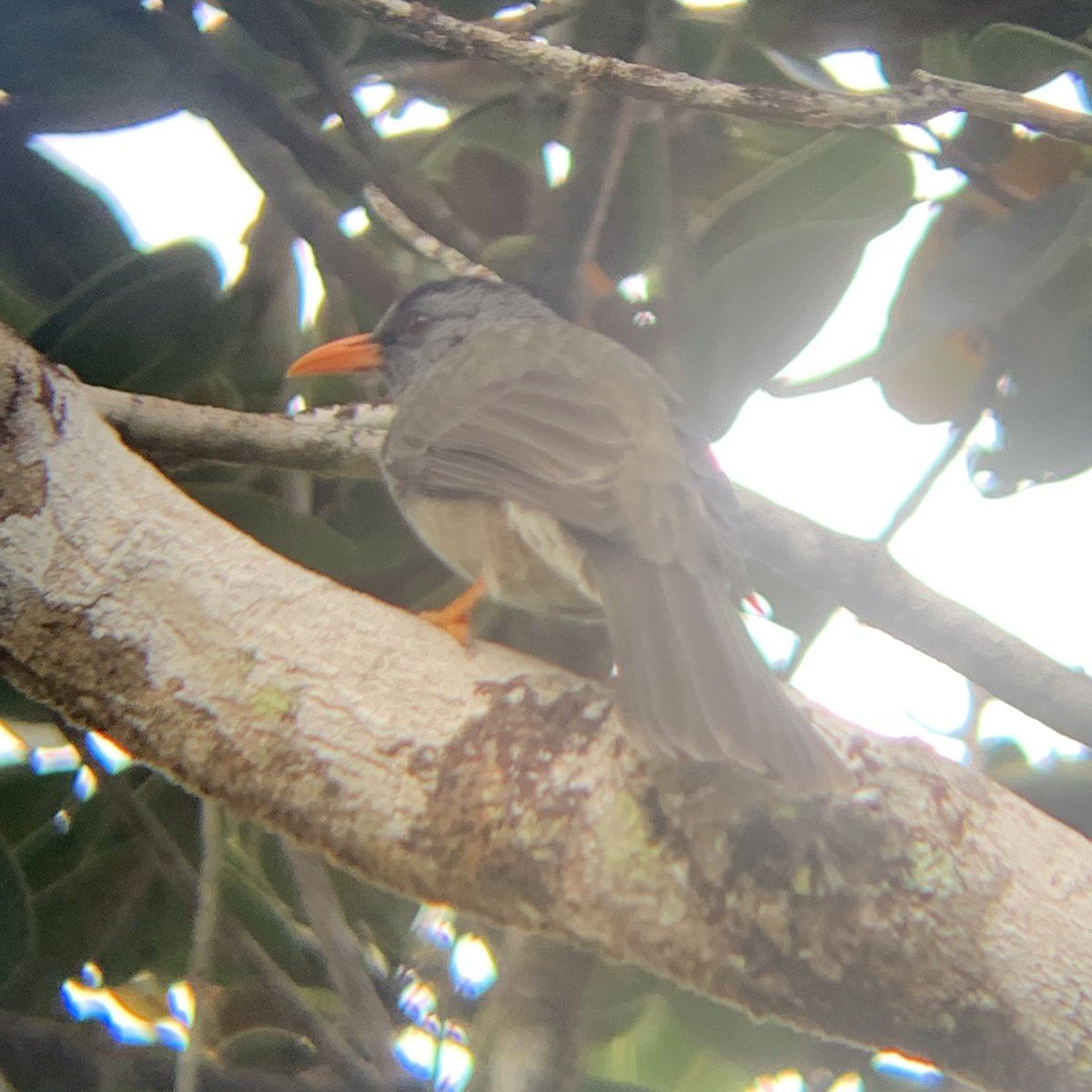 adamkamberg's tweet photo. Quick birding trip yielded some good results today. The Mauritius Bulbul and the famous Echo Parakeet! Managed to get pics by shoving my iPhone up to my binoculars. #Birding #WildLifePhotography #Travel #Mauritius https://t.co/N12mdlWZ2p