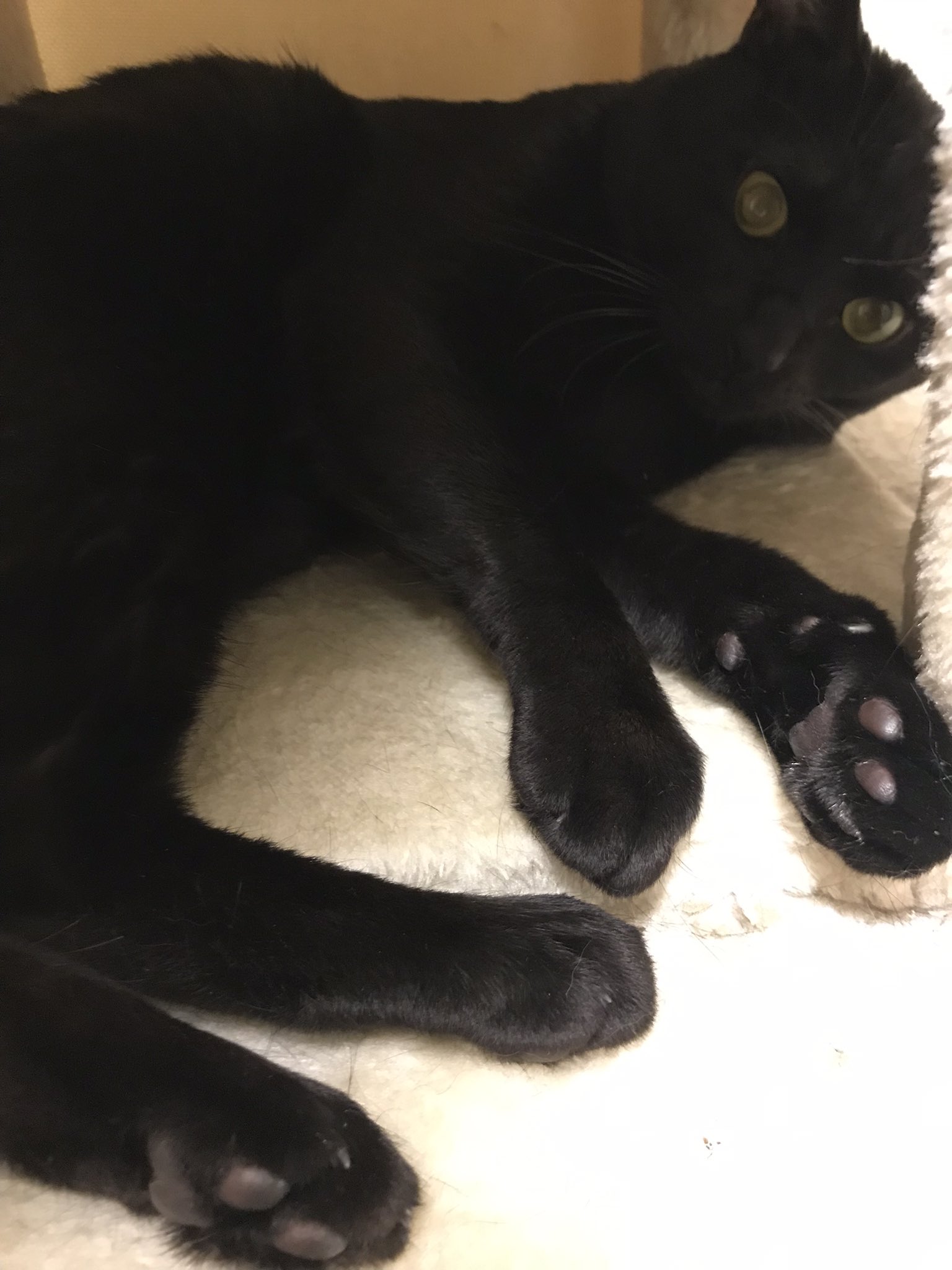 ベランダからやってきた Twitter Search Twitter