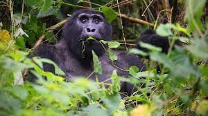 StarMount Safaris tweet media
