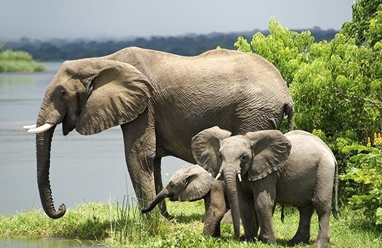 StarMount Safaris tweet media