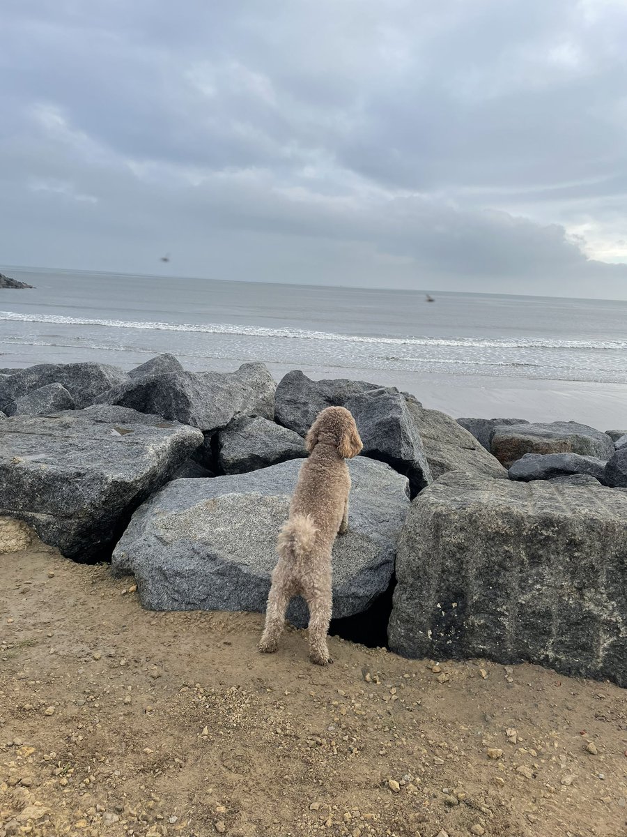 karenohara76's tweet photo. Murphy living his best beach life back home for Nannaโs birthday๐ #lifeofMurphy https://t.co/qfTrGq3kWz