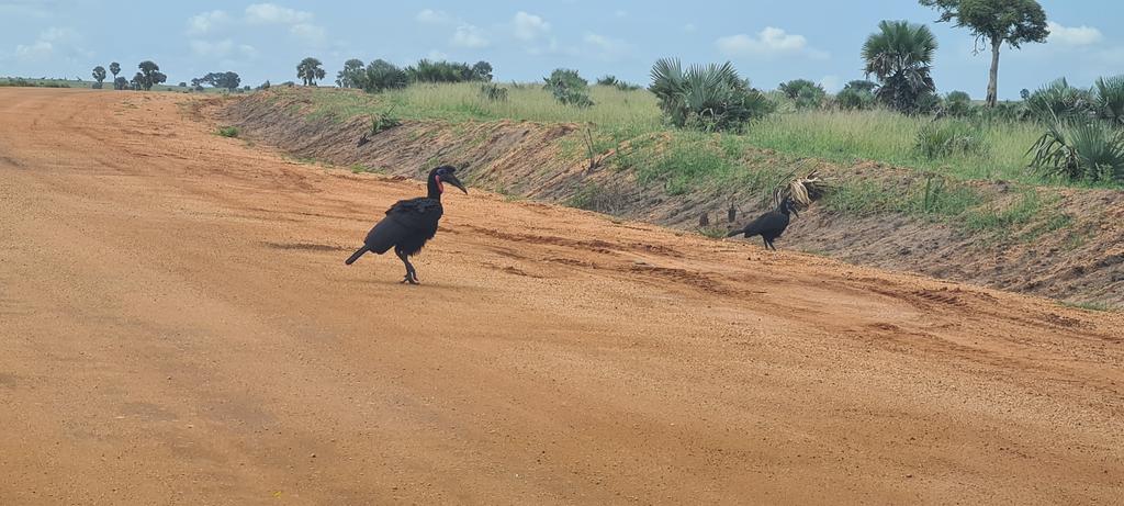 Hbamulinde's tweet photo. A drive thru Murchison Falls national park. 
#BeautifulUG https://t.co/4IpWtCQm5D