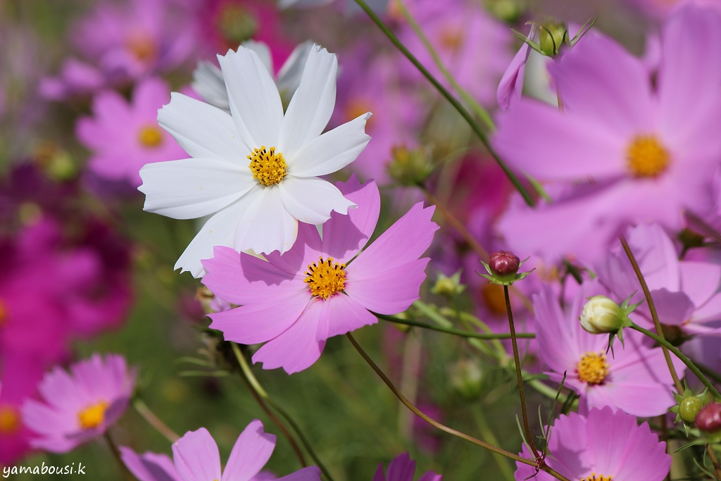 キリン花園 Twitter Search Twitter