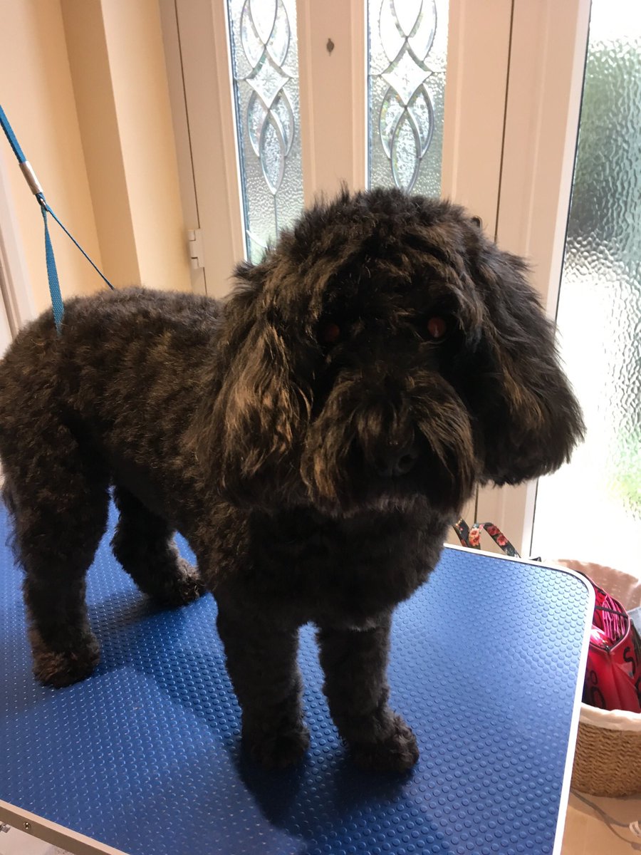 TailsCockapoo's tweet image. Hello from my grooming table. I had my annual health check yesterday. I’m doing alright - mum is always happy when she hears those words.