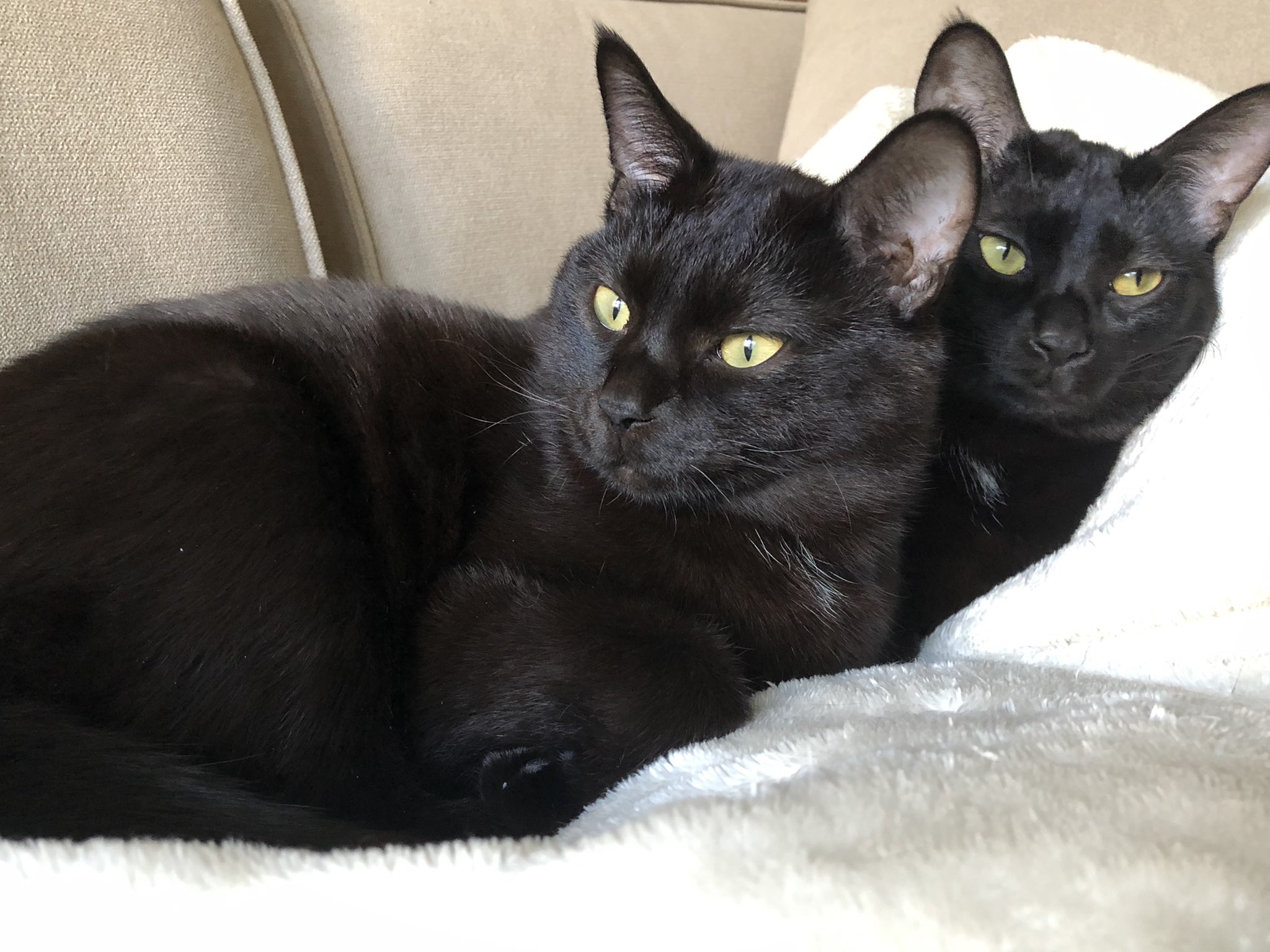 ピピン@(黒) 【公式通販】