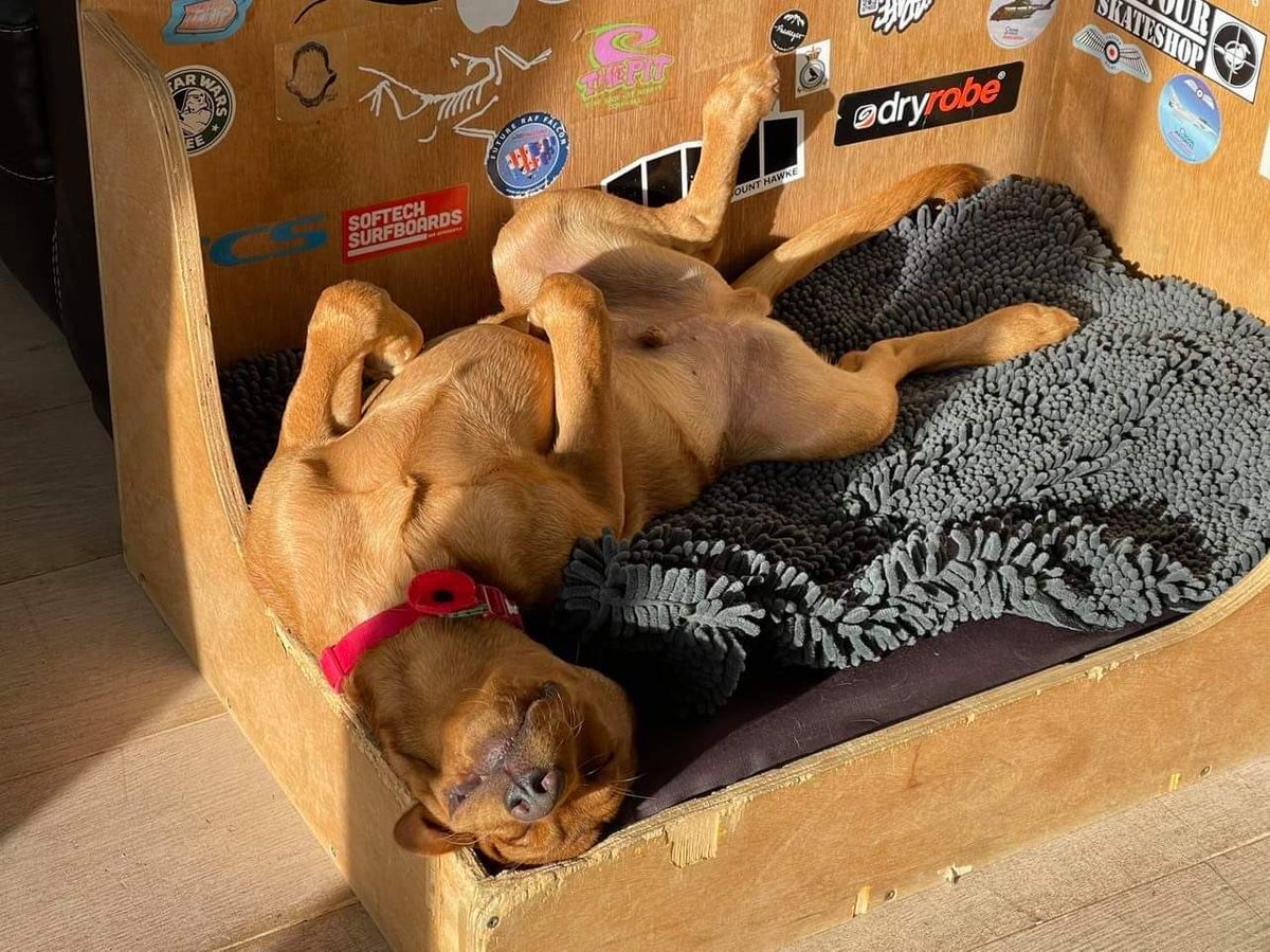 Punc21Zoe's tweet photo. Mac; a firm advocate of canine well being and the importance of taking time to reflect - I’m going to take his advice! 🤣 #PUNC21 #puncpets #HappySaturday #reflection #wellbeing https://t.co/N244svqvHW