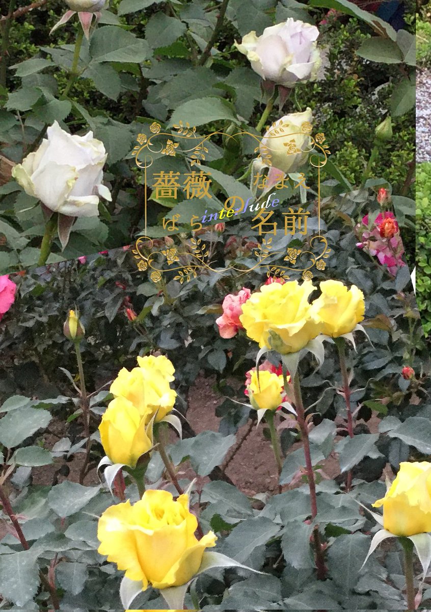 hosinoiro's tweet photo. 直前になりましたが、明日の新刊のご案内。
「薔薇の名前~interlude~」
A5/小説/18頁/200円※全年齢
前2作と同じ設定のお話を2話まとめました。黄色と白の薔薇に纏わるお話です。(黄色は春コミ無配、白はJB2021で書き損ねたのを完成したもの)
#royedo2021進捗
#TGD7
#THEGATHERINGDAY https://t.co/opv6ETXdm2