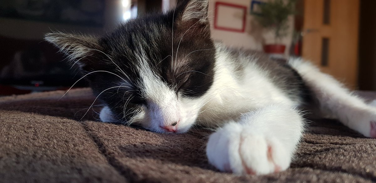 Adopta Daz tweet media