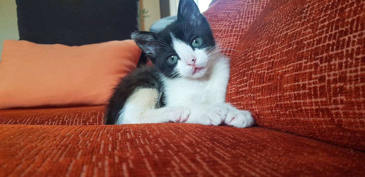 Adopta Daz tweet media