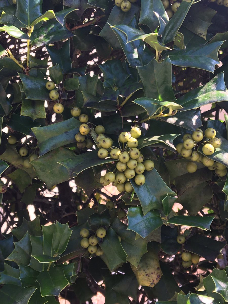 Top Tweets For ヒイラギ Twstalker