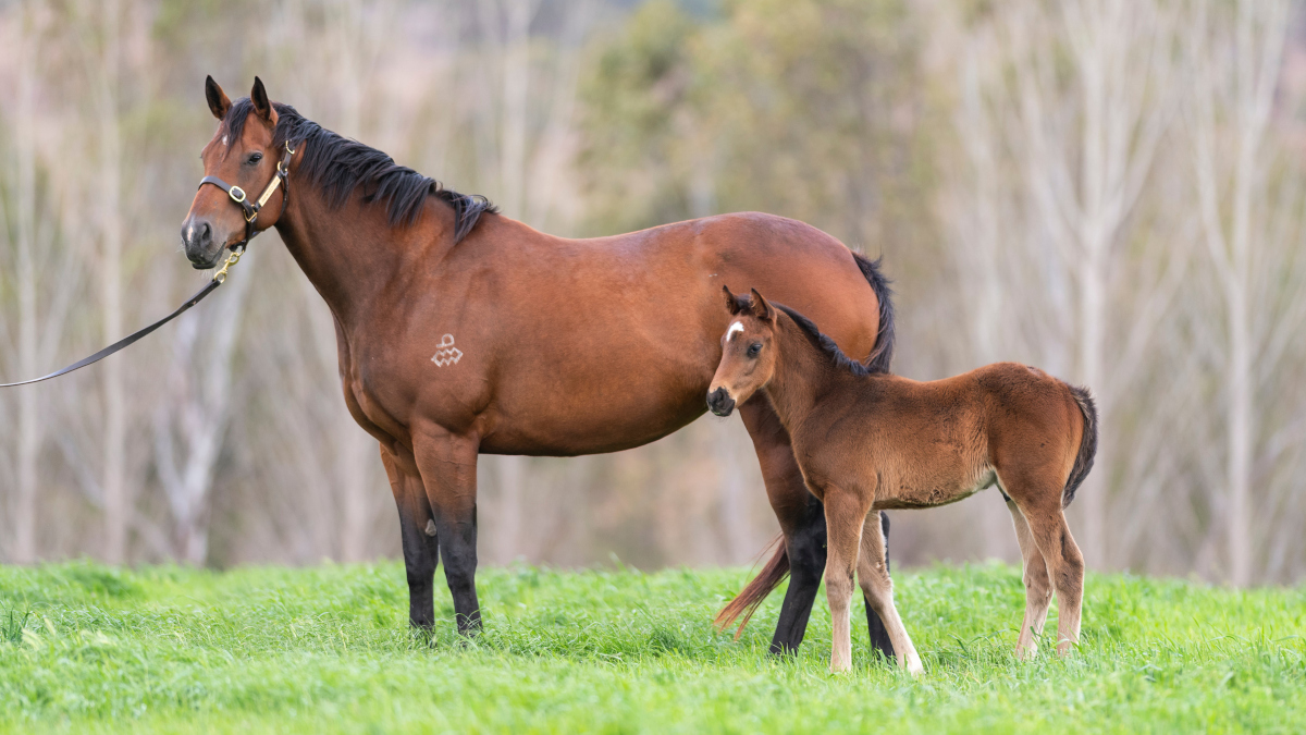 Arrowfield Stud (@arrowfieldstud) on Twitter photo Profondo, here with his dam Honesty Prevails (Redoute's Choice), is our 77th G1w graduate, 🇯🇵Deep Impact's 4th Aus G1 winner & a wonderful result for his owners & <a href="/mmsnippets/">Magic Millions</a> buyers Ottavio Galletta & <a href="/WPoisel/">Wendy Poisel</a>, <a href="/littracing/">Litt Racing</a>, <a href="/ZRKD/">Robbie Dolan</a> - & remembering Rick Worthington <a href="/sconebloodstock/">John Hutchinson</a>. Profondo, here with his dam Honesty Prevails (Redoute's Choice), is our 77th G1w graduate, 🇯🇵Deep Impact's 4th Aus G1 winner & a wonderful result for his owners & <a href="/mmsnippets/">Magic Millions</a> buyers Ottavio Galletta & <a href="/WPoisel/">Wendy Poisel</a>, <a href="/littracing/">Litt Racing</a>, <a href="/ZRKD/">Robbie Dolan</a> - & remembering Rick Worthington <a href="/sconebloodstock/">John Hutchinson</a>.