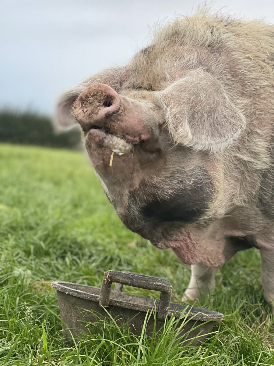 @PeterEgan6 @DrAliceBrough @Sentient_Media Our treatment of pigs breaks my heart, here is Gloria, one of five (soon to be six) that live happily and freely with me. I wish it were the same for all ❤️