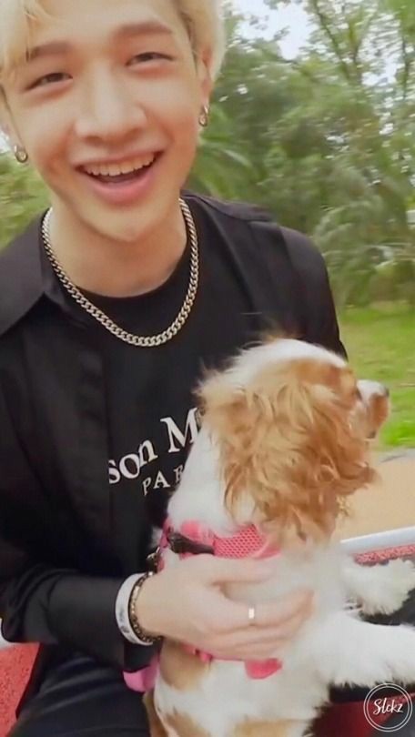 бан чан и берри порода. порода собаки бан чана. феликс stray kids бойфренд материал. как зовут собаку бан чана. берри бан чана.