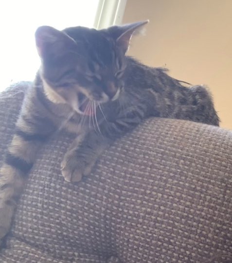 OnionPuff's tweet photo. pk so i dont remember what i was so heckin' mad about but yell with me fam. 
#cats #CatsOfTwitter #dogsoftwitter #saturday #caturday #angry https://t.co/RSu7un3keY