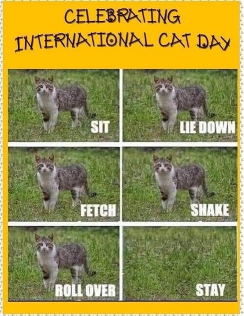 International Cat Day(Tx FK) https://t.co/N6t172RAqy