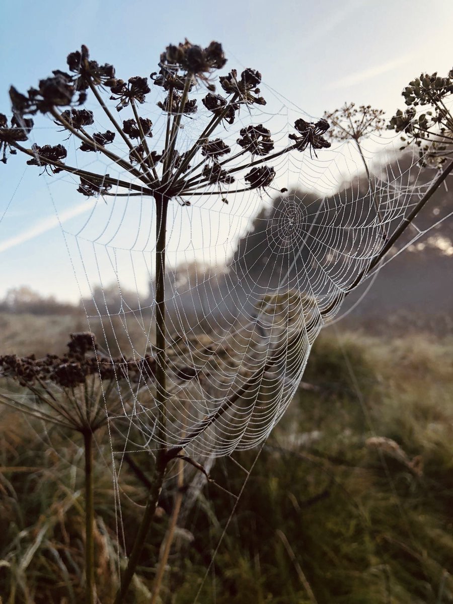 ProfDonnaHall's tweet photo. Everything is connected. Although we sometimes can’t see the threads they are always there. Seeing the connections &amp; making sense of them towards a shared endeavour - like the orb spider 🕷 is what strategy is. Strategy should be simple, clear, connected binding people together. https://t.co/QYlBbpRbeL