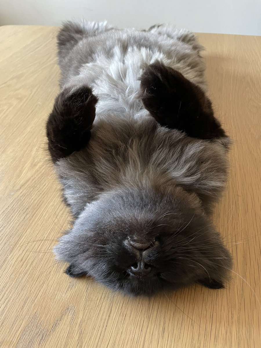 65ziggystardust's tweet photo. #Caturday #SaturdayVibes #CatsOfTwitter https://t.co/bSJ3XEaIOG