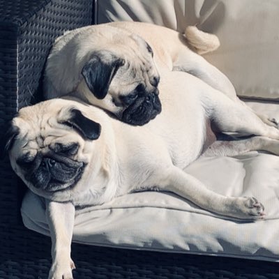 moonface75's tweet photo. #NewProfilePic https://t.co/Zv1wBZzTkg