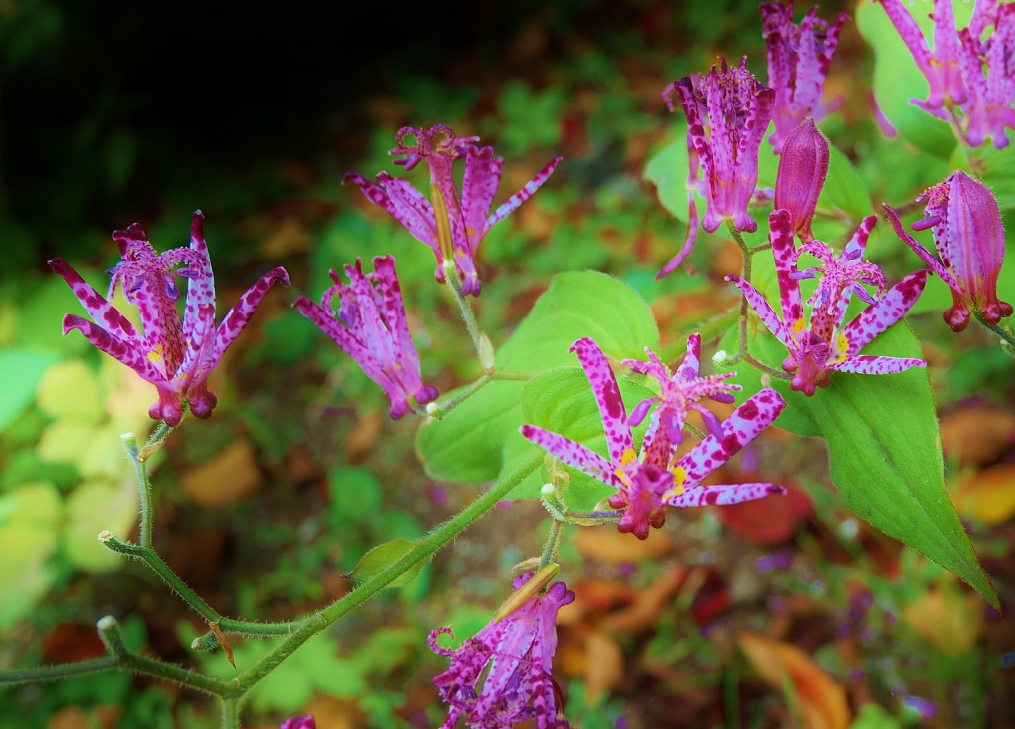 花 友達を疑ってかかるのは 友達からだまされるよりも 恥ずかしい ことだ ラ ロシュフコー フランスの著述家 1613年 1680年 今日の誕生花 ホトトギス 花言葉 恥ずかしがりや 4時 ホトトギス 花 ナエ Tlを花でいっぱいに 花 友達を疑ってかかるのは 友達からだまされるよりも 恥ずかしい ことだ ラ ロシュフコー フランスの著述家 1613年 1680年 今日の誕生花 ホトトギス 花言葉 恥ずかしがりや 4時 ホトトギス 花 ナエ Tlを花でいっぱいに