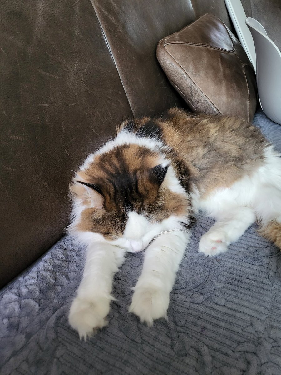 자세 귀여워 죽겟음ㅋㅋㅋㅋㅋㅋ #차니의_하루