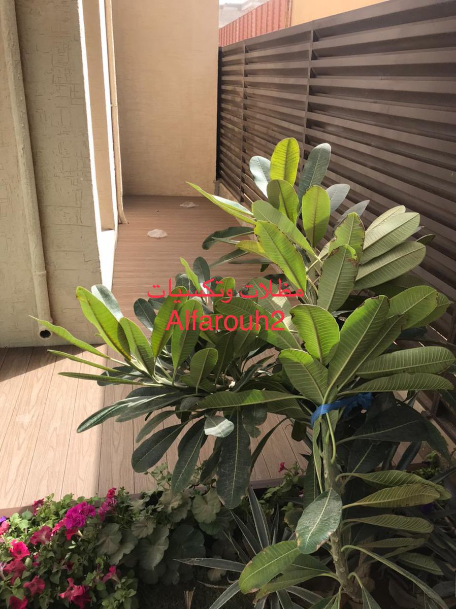 تركيب ارضيات WPC ذات الشكل الطبيعي المميز مع الضمان