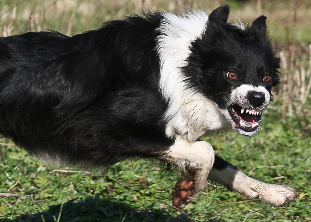 Scary dog. Собака бешеная бешеная собака.