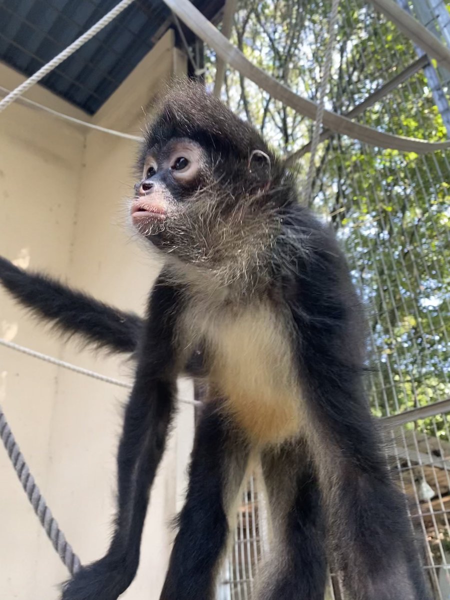 公式 池田zoo 池田動物園 クモザルのリラちゃんが 日本平動物園へお引越し 池田動物園を旅立ちました 遊ぶのが大好きなリラちゃん 向こうでも元気に遊んで 沢山愛されてね おいでんせぇ池田zoo 岡山 池田動物園 動物園 手を洗おう