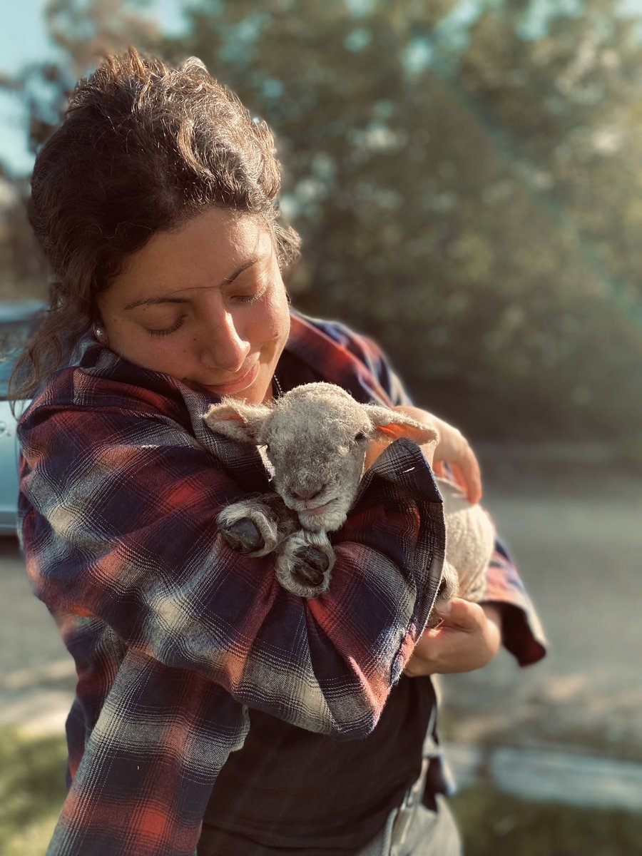 Cynti_Barros's tweet photo. La vida es un poco más bonita con animales. 🤍🐑 #Lupe https://t.co/8OgEd5zwJA