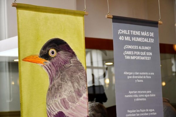 ArteSostenible's tweet photo. Hoy es el Día Mundial de las Aves Migratorias para sensibilizar sobre la necesidad de la conservación de éstas aves y sus hábitats. Este es el propósito de  nuestro #proyectodesplazados cuya primera exposición hemos presentado con el artista @guillermodel.valle en el @mnhncl https://t.co/QdPb42if1m