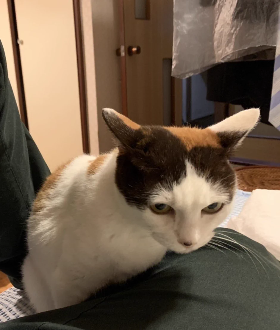 久しぶりに会った実家の17歳おばあちゃん猫に？猫語翻訳アプリを向けてみた結果！