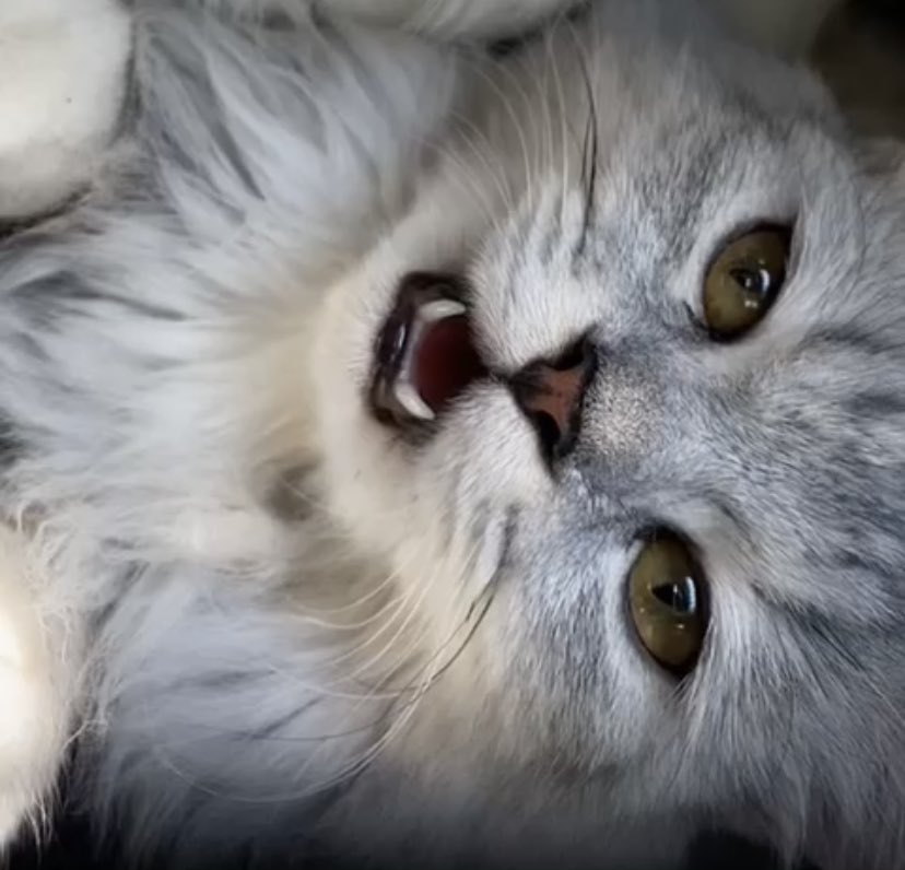 ❌اعلام من الخاص وعاجل❌ السلام عندي قطه انثى منقذه اخذتها بيطري وطلع عندها ورم بالرحم بسبب تجمع الصديد ومحتاجه انقاذ عاجل جدا لاستئصال الرحم اذا فيه متبرعين ياخذونها ويسوون العمليه البيطري يقول ما راح تكمل اسبوع على ذا الحال لازم نعجل بالعمليه مدينة جده للتواصل @im_rary