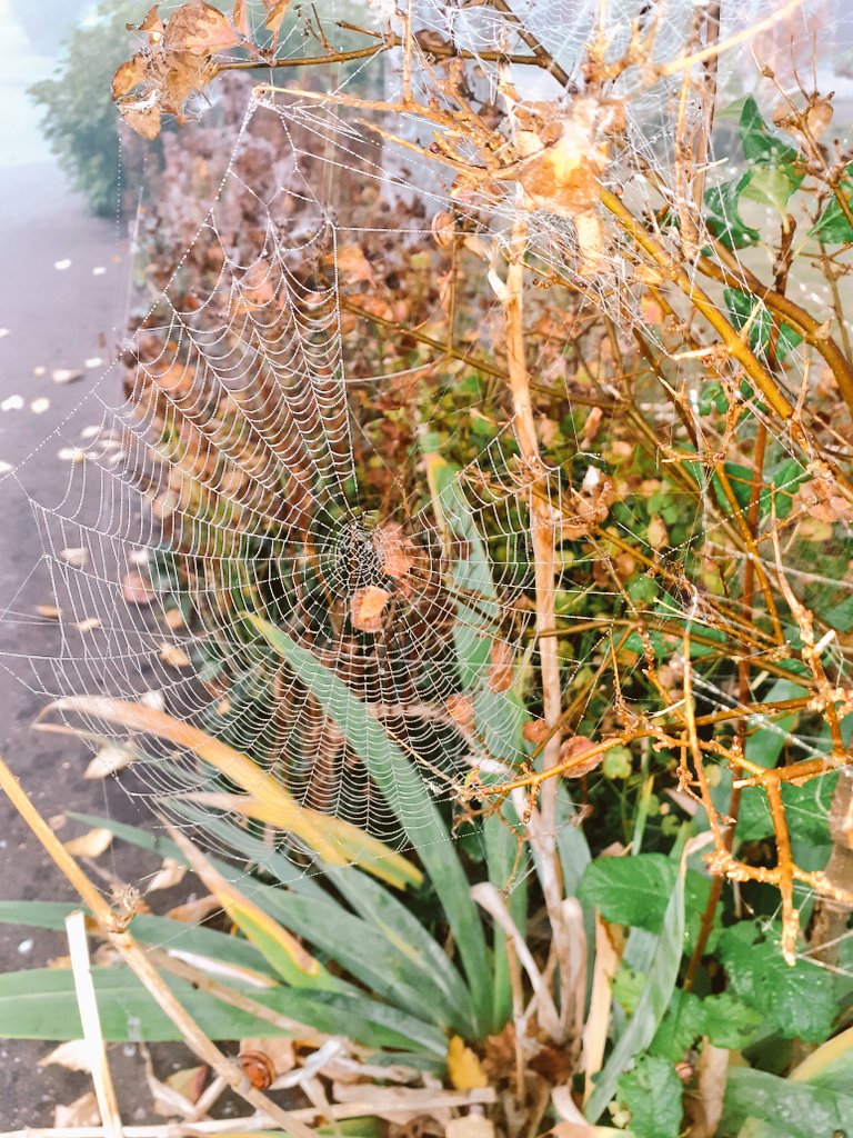 London bound studying at IATE.  Looking for glimmers in nature on my walk to the train station helped take me out of my thoughts. Look at this beauty. The spiders have been busy creating their webs.
#teencounseling #counsellorintraining 
#nature
#findingglimmers