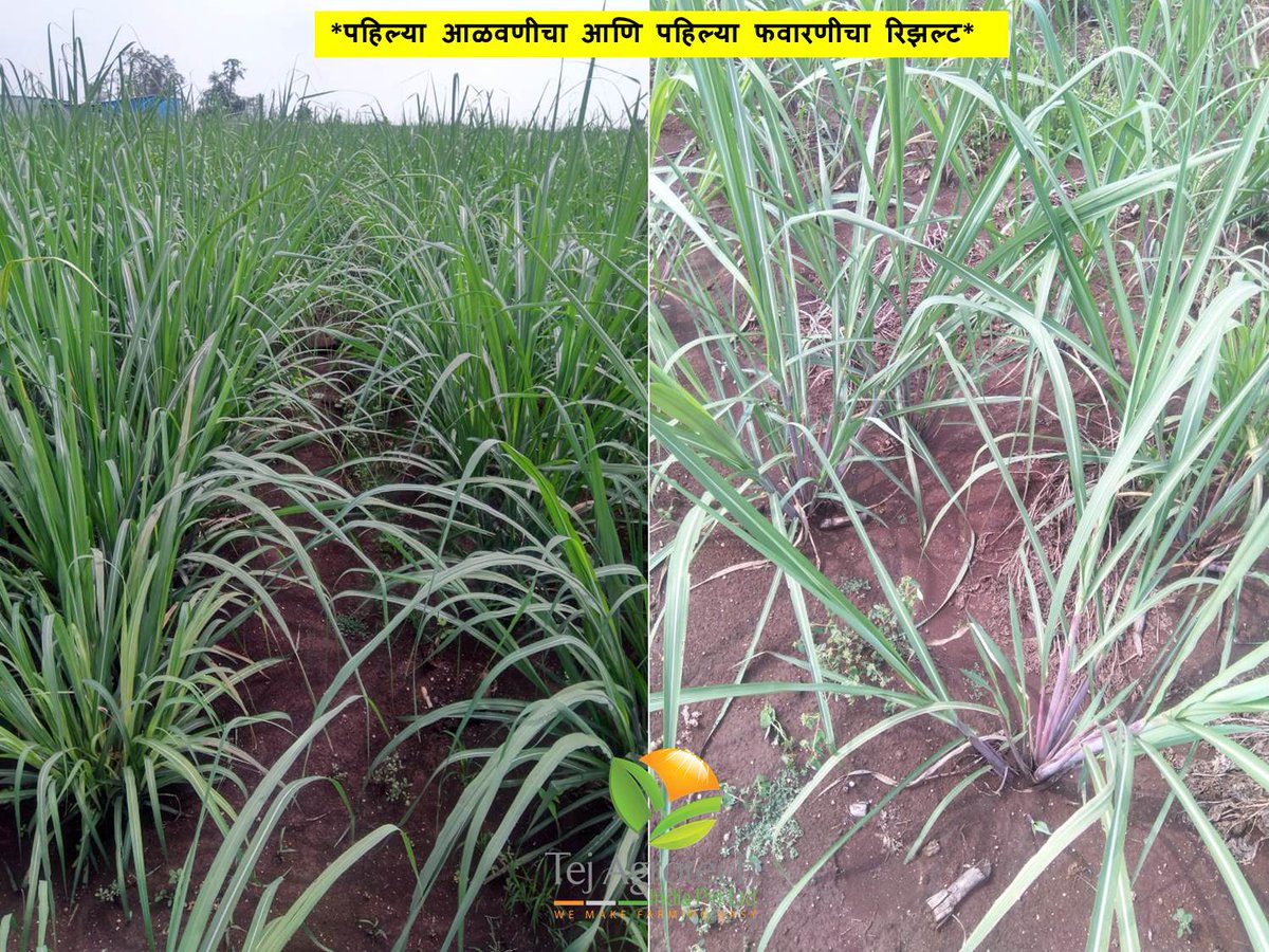 tej_ltd's tweet photo. #पहिल्या आळवणीचा आणि #पहिल्या फवारणीचा रिझल्ट!
#कांडीलागणप्लॉट3महिने #तीन महिन्यांत फुटव्यांची संख्या वाढली #पानांची काळोखी हि हिरवीगार झाली #पिकांची वाढ हि चांगली झाली #आमचे समाधानी शेतकरी अरुण जगदाळे #तेज अॅग्रोटेकचे उत्तम नियोजन आणि #योग्य मार्गदर्शन! https://t.co/YpXu003WUt https://t.co/2z27jI7mR4