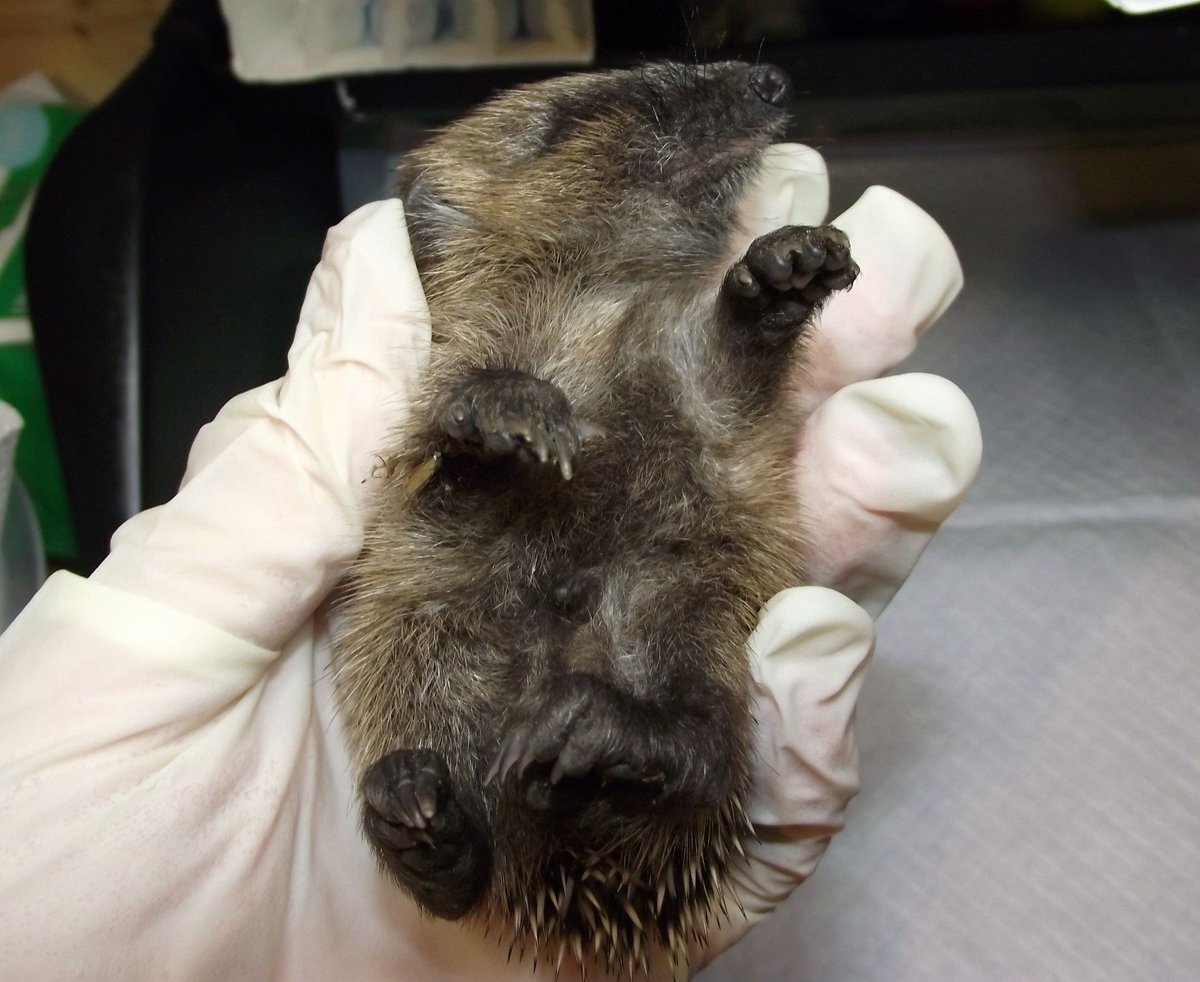 HedgehogCabin's tweet image. We've taken so much from them, and these trusting gentle little creatures ask for so little. Please don't ignore a hedgehog out in the daytime. Please don't wait and see if she magically recovers. She's deadly ill, please #BeTheirAmbulance and get her straight to a rescue.