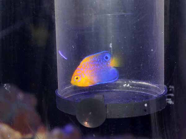 海水魚ショップ ナチュラル Natural Shop Twilog