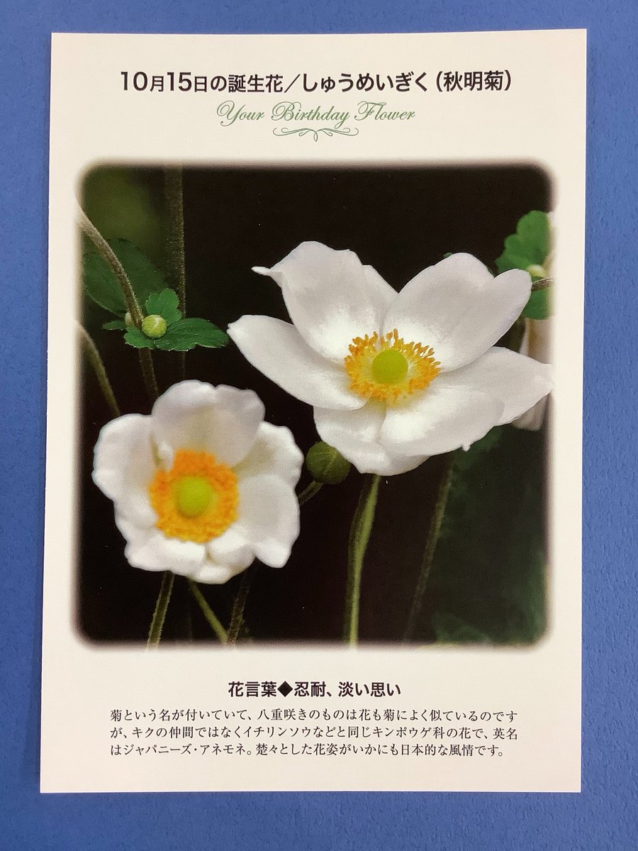 誕生花 のtwitter検索結果 Yahoo リアルタイム検索