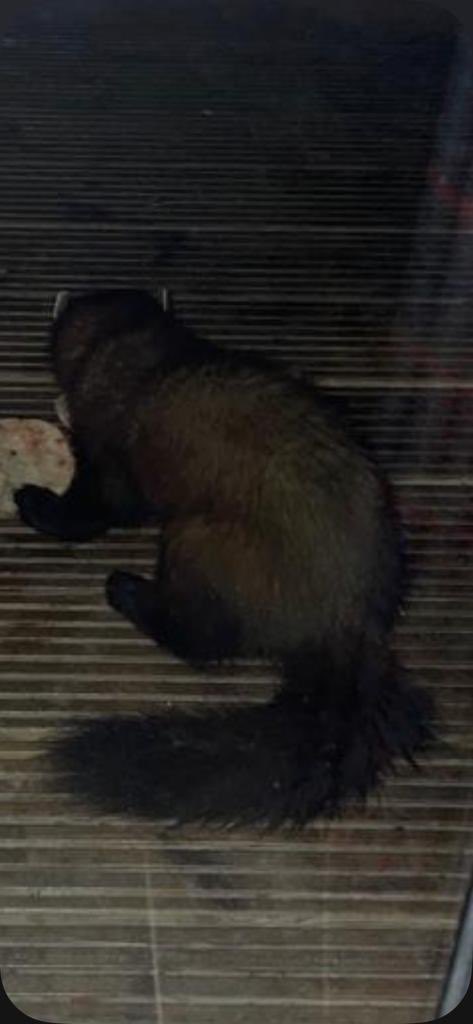 Pine martens like jam <a href="/EagleBrae/">Eagle Brae</a>