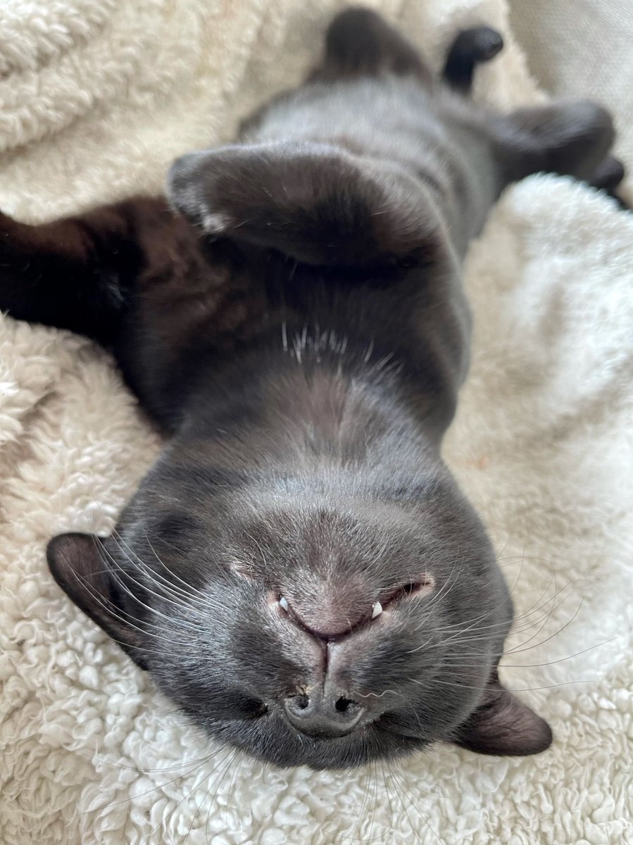 lorraine langridge tweet media