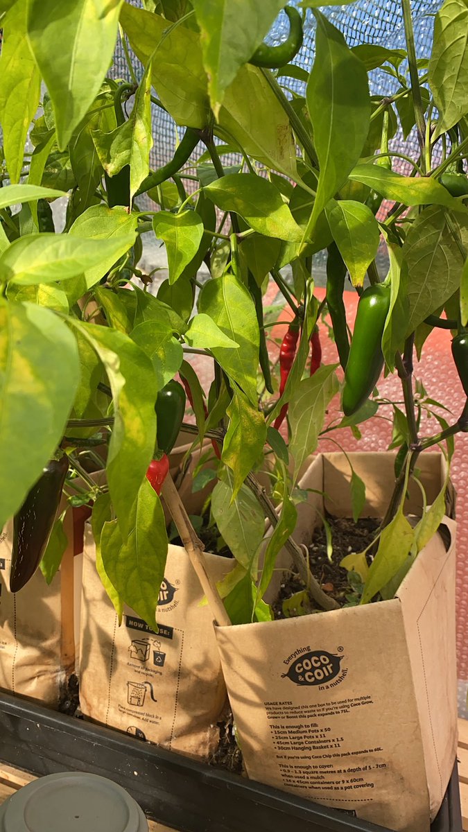 PurrfectUk's tweet photo. So I feel my chillies I’ve grown have proven that starting off in newspaper pots &amp; then potted on in cardboard boxes although slightly collapsed are still doing a fantastic job &amp; the 🌶 love it #gopotty #Sustainability #gardening @StaffsWildlife https://t.co/SaTkOiIM6P