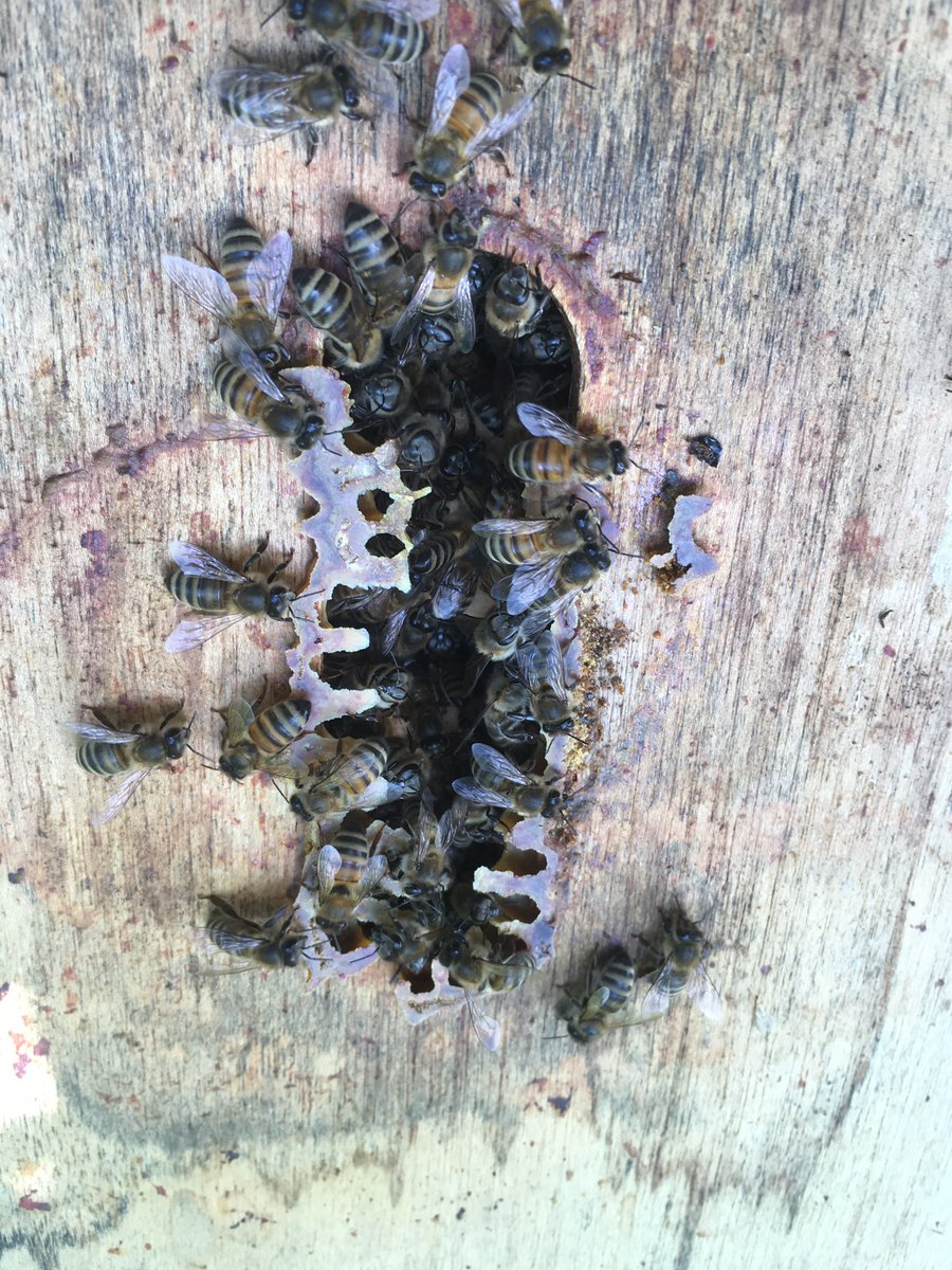 HighgateHoney's tweet image. Batten down the hatches
As the colder weather approaches our bees are using propolis to close up any holes in their hives. 
Beekeepers love to debate about ventilation holes in hives - the bees are telling me that they don’t want them!
#listentonature #honeybees #natural