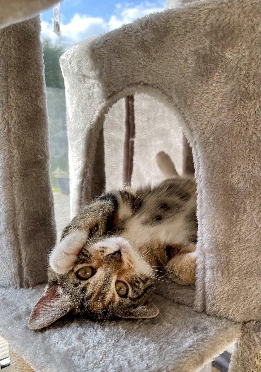 lorraine langridge tweet media