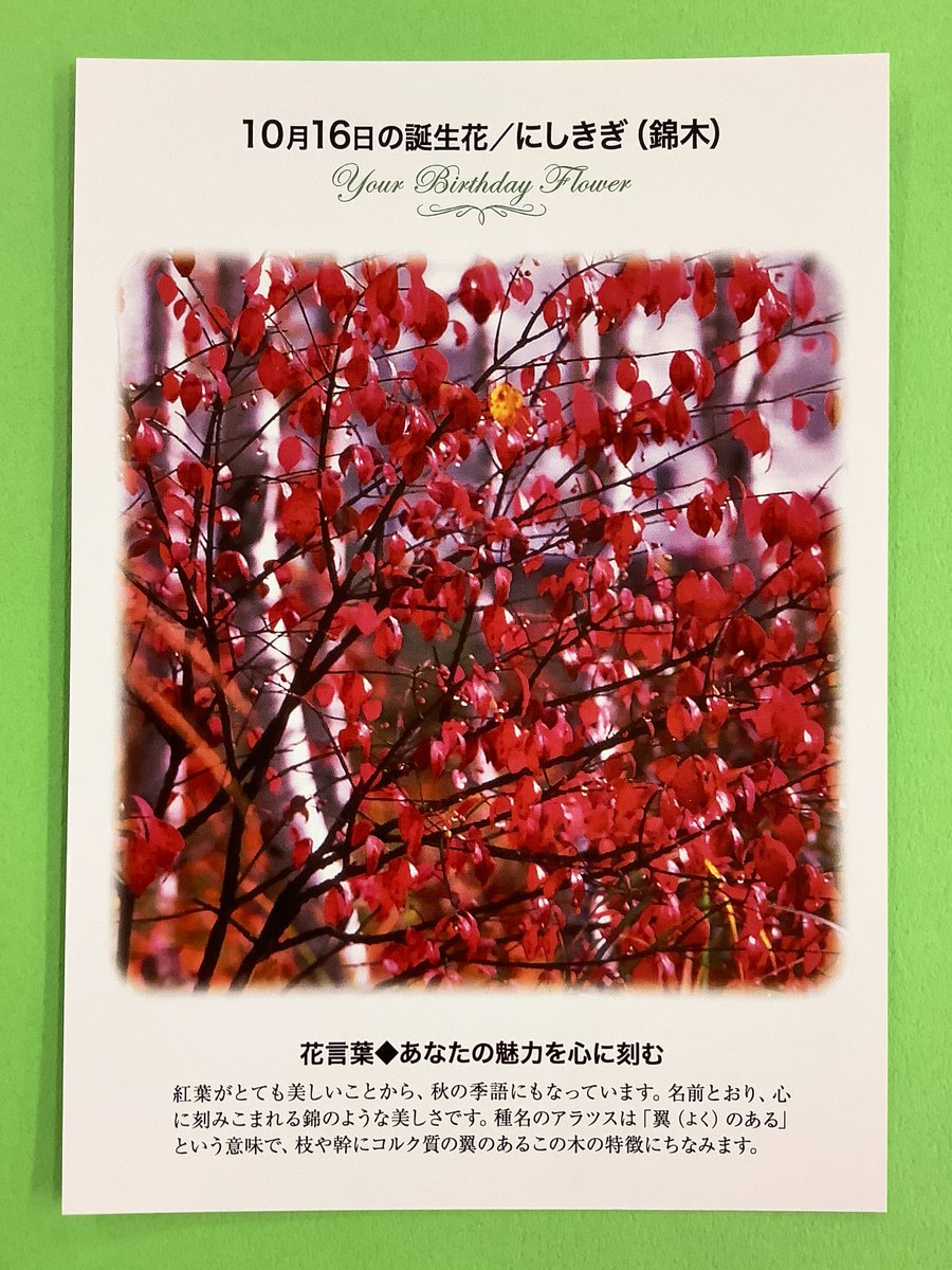 紀伊國屋書店 梅田本店 誕生花ポストカード 10 16の 誕生花 は 錦木 にしきぎ 紅葉がとても美しいことから 秋の季語にもなっています 名前とおり 心に刻みこまれる錦のような美しさです 花言葉 は あなたの魅力を心に刻む 只今文具