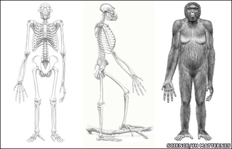 Австралопитеки прямохождение. Арди (ардипитек). Ардипитек скелет. Скелет Люси австралопитек.